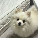 블루밍 펫 살롱 이미지