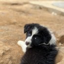 폼스하우스 이미지