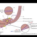 (영상)흉요추근막 anatomy 이미지