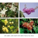 퀸즈헤나 이미지