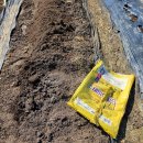 친환경나눔텃밭 | 감자 심기 준비 끝! 텃밭에 퇴비 뿌리고 냉이·돌나물까지 수확했어요