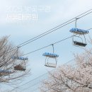 광장로(삼남매 앞) | 경기 벚꽃 명소 서울대공원 그리고 물의 정원까지 벚꽃 인생샷 찍기