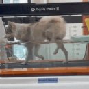 쇼펫 네이버블로그
