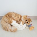 오묘 고양이카페호텔미용 | 대구 고양이 무마취 미용 내돈내산 솔직 후기_오묘 고양이 카페 호텔 미용