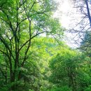 치유의 숲 이미지