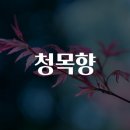 청목향