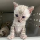 MJ캐터리 이미지