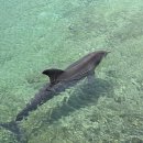 ㈜렌탈포유 렌터카 | 하와이 빅아일랜드 호텔 힐튼 와이콜로아 빌리지 오션타워 예약 이용 후기 팁