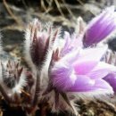 동강할미꽃펜션 이미지