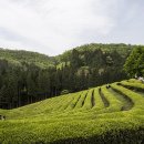 녹차농원 이미지