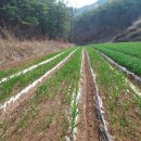 한상태농장 이미지