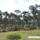 큰소나무농장 이미지