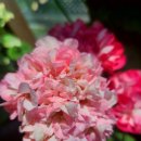 아리렐라,별빛슈가<b>캔디</b>, <b>미스</b>로즈