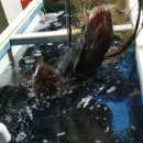 영덕대게물회전문 이미지