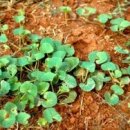 병풀(Centella asiatica, Indian pennywort) 이미지