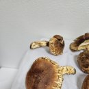 자연산 여름 송이 7월달 송이버섯 야생 송이버섯 희귀송이 송이버섯 산행 송이 산행 여름송이버섯 이미지