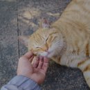 반려동물 간식 네이버블로그