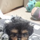 내새끼 펫 이미지