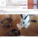 마라토끼
