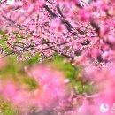 광산민박 이미지