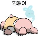 퍼피멍 이미지