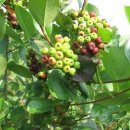 큰소나무농장 이미지