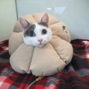 베리굿동물병원 이미지