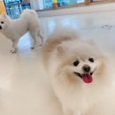 털로덮인친구들(동탄호수공원점) 이미지