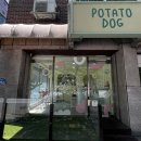 보송보송 | [원주 애견미용실]포테이토독 : 사모예드 목욕은 전문가에게..🫧🐾