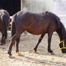 인천승마공원 이미지