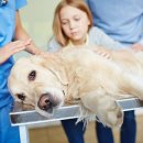 광주24시스카이동물메디컬센터 이미지