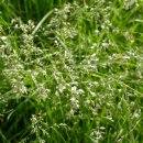 포아풀