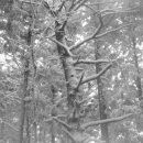 숲의동화 이미지