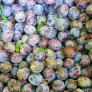 두라농장 이미지