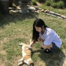 아그니 한옥스테이 | 양평 촌캉스 감성 숙소 추천! 아그니초시매 한옥스테이 내돈내산 후기 (솥뚜껑 삼겹살, 고양이들 상주...