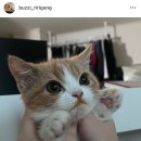 다이닝 갈비 역삼점