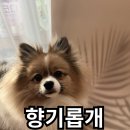 향기롭개 이미지