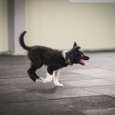 루카스독트레이닝 이미지