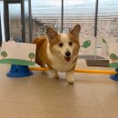 하울팟 케어클럽(분당서현점) 이미지