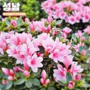 성남대로43번길 | 경기도 봄꽃구경 가볼만한곳 성남 화훼농가 직거래장터 할인행사 중