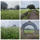 샛별목장 | 제주도 당일치기 자유여행 후기