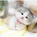 아띠캣 이미지