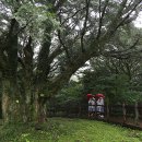 비자낭달집 이미지