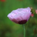 양떼가든 이미지