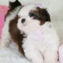 행복한 강아지 이미지