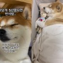 서당개 이미지