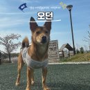UR(경산시)-[압독로]-상-1 | <경북.경산시 압량읍> 경산 애견동반카페 . 야외운동장넓은곳 ' 오던' _솔직후기