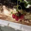 다한농장 이미지