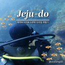 애니카랜드서귀포지점 | 제주도 서귀포 보트 체험 스쿠버 다이빙 여행기