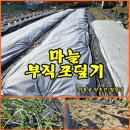 (텃밭/231226) 마늘밭 부직포 덮어주기 이미지